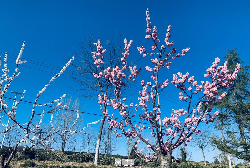 你听过最好听的古筝曲是什么?最想听哪些歌用古筝弹出来 你听过最好听的古筝曲是什么?最想听哪些歌用古筝弹出来 - 爱唱歌