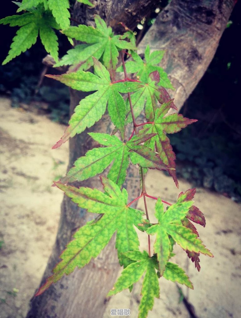 想忘掉一个人,但总是忘不掉,该怎么办 想忘掉一个人,但总是忘不掉,该怎么办 - 爱唱歌