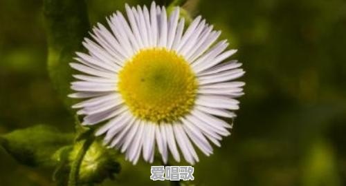喜欢用花做头像的男人是什么性格 喜欢用花做头像的男人是什么性格 - 爱唱歌