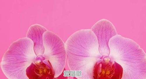 喜欢用花做头像的男人是什么性格 喜欢用花做头像的男人是什么性格 - 爱唱歌