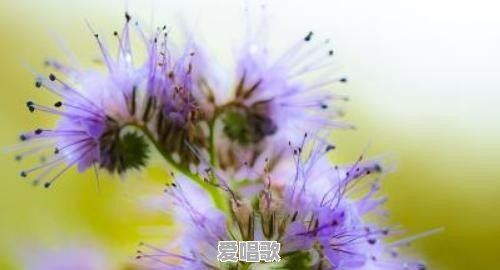 喜欢用花做头像的男人是什么性格 喜欢用花做头像的男人是什么性格 - 爱唱歌