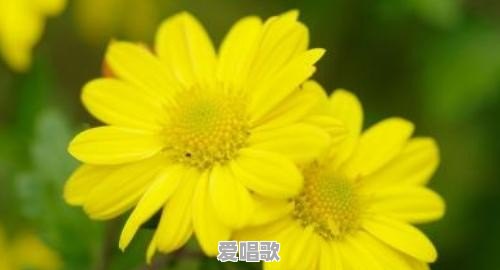 喜欢用花做头像的男人是什么性格 喜欢用花做头像的男人是什么性格 - 爱唱歌