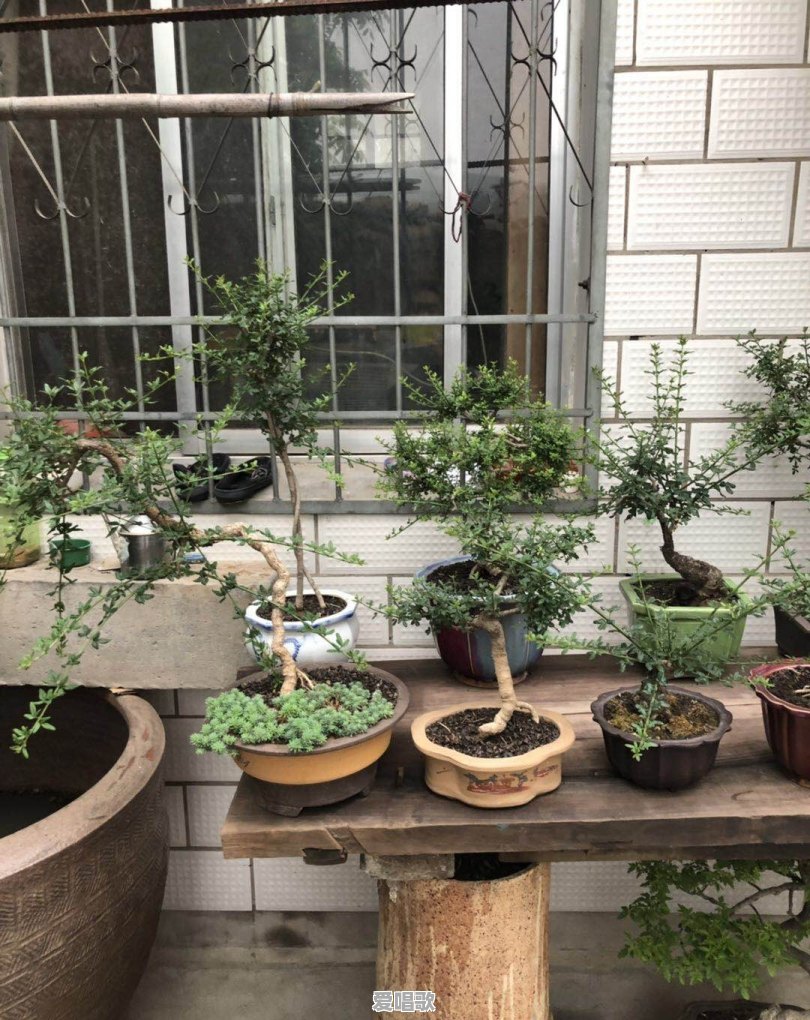 喜欢用花做头像的男人是什么性格 喜欢用花做头像的男人是什么性格 - 爱唱歌