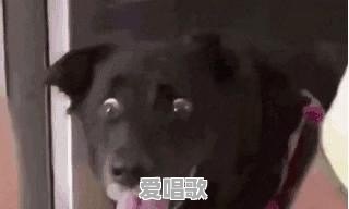 网络一枝花搞笑歌曲100首 网络一枝花搞笑歌曲100首 - 爱唱歌
