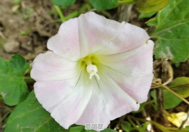 有些人胆子为什么那么大,你们见过最大胆的人大胆到什么程度 有些人胆子为什么那么大,你们见过最大胆的人大胆到什么程度 - 爱唱歌