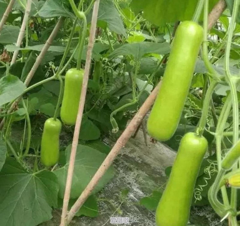 当年唱“天黑”的阿杜现在哪里去了,在做什么 当年唱“天黑”的阿杜现在哪里去了,在做什么 - 爱唱歌