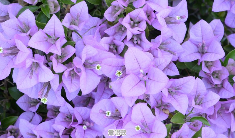 求张靓颖的《生如夏花》歌词 求张靓颖的《生如夏花》歌词 - 爱唱歌