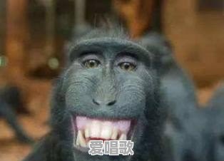 哪些音乐软件的歌曲比较全,值得推荐 哪些音乐软件的歌曲比较全,值得推荐 - 爱唱歌