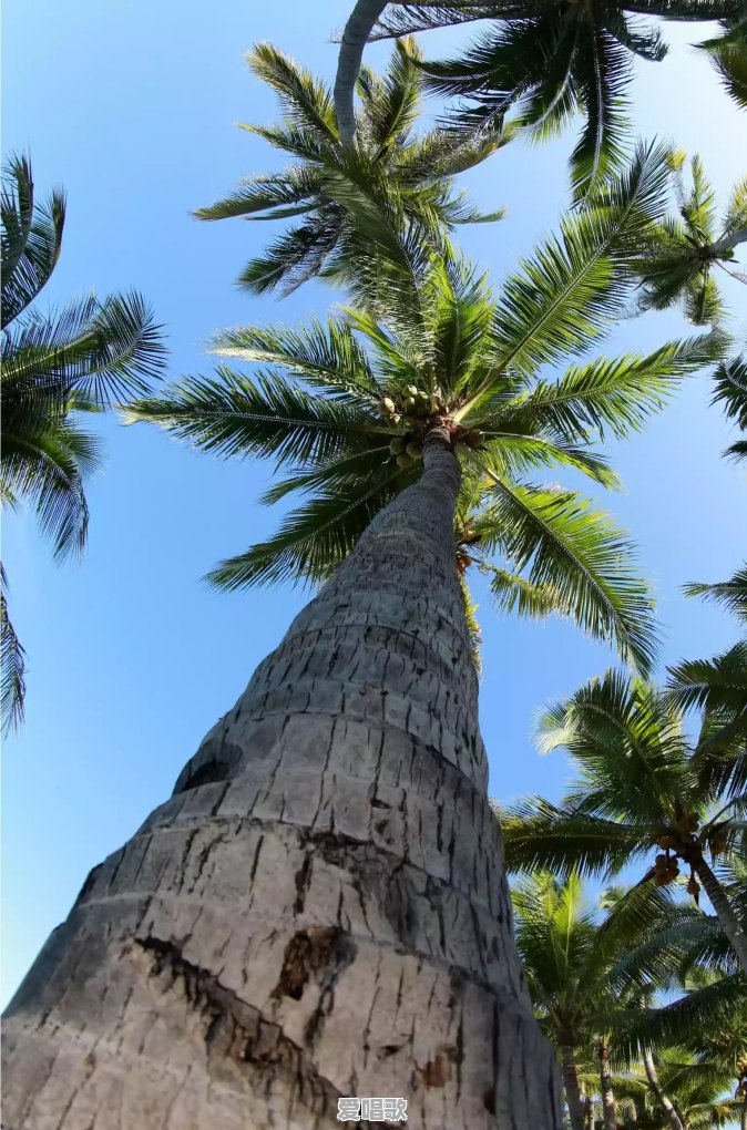 三亚A级旅游景区今天恢复开放了,想出门,哪里海风比较舒服呀 三亚A级旅游景区今天恢复开放了,想出门,哪里海风比较舒服呀 - 爱唱歌