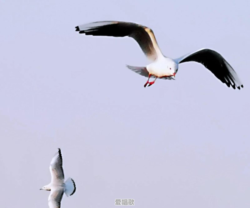 有什么特别治愈的音乐、视频或图片 有什么特别治愈的音乐、视频或图片 - 爱唱歌