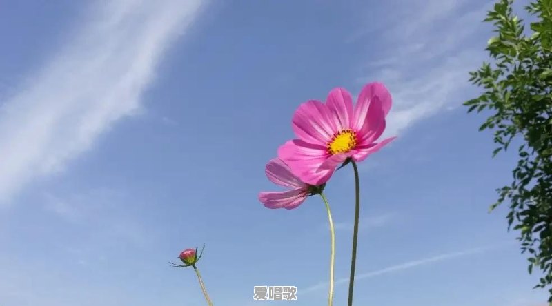 网络歌曲联唱2017新dj歌曲 网络歌曲联唱2017新dj歌曲 - 爱唱歌