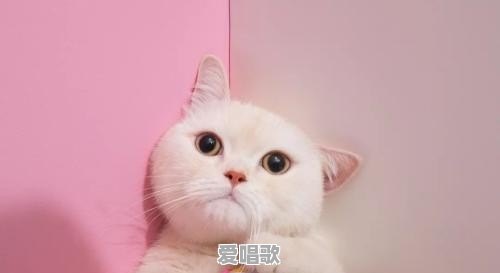 无基础的人，应该怎样系统性的学习，才能成为业余音乐人 - 爱唱歌