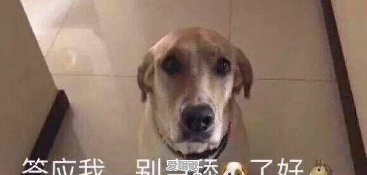 做一只“舔狗”是怎样一种感受 做一只“舔狗”是怎样一种感受 - 爱唱歌