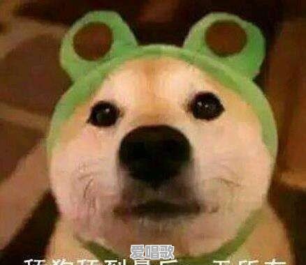 做一只“舔狗”是怎样一种感受 做一只“舔狗”是怎样一种感受 - 爱唱歌