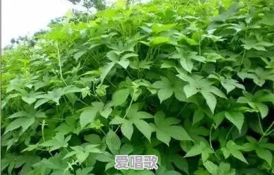 年轻人现在怎么学习种田 年轻人现在怎么学习种田 - 爱唱歌