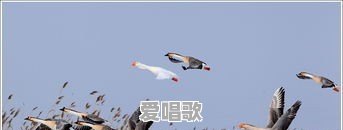 鸿雁是蒙古族传统民歌吗 鸿雁是蒙古族传统民歌吗 - 爱唱歌
