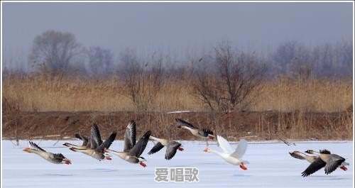 鸿雁是蒙古族传统民歌吗 鸿雁是蒙古族传统民歌吗 - 爱唱歌
