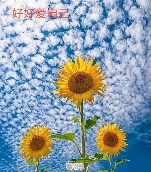 中渡网红歌手 中渡网红歌手 - 爱唱歌