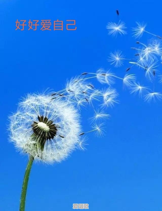中渡网红歌手 中渡网红歌手 - 爱唱歌