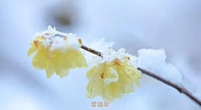 在大雪这天,你们所在的城市下雪了吗 在大雪这天,你们所在的城市下雪了吗 - 爱唱歌