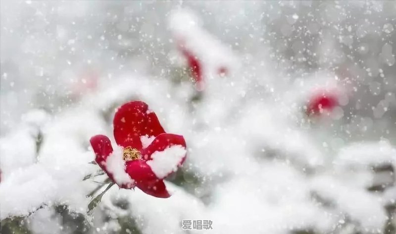在大雪这天,你们所在的城市下雪了吗 在大雪这天,你们所在的城市下雪了吗 - 爱唱歌