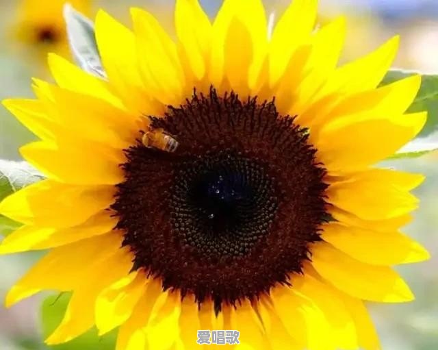 今年23岁,身高1.72m,嗓音独特,想成为歌手,怎么实现梦想 今年23岁,身高1.72m,嗓音独特,想成为歌手,怎么实现梦想 - 爱唱歌
