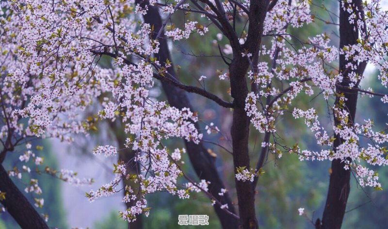 90后杨槠策对70后余秀华有真爱吗?他们的姐弟恋能够天长地久吗 90后杨槠策对70后余秀华有真爱吗?他们的姐弟恋能够天长地久吗 - 爱唱歌