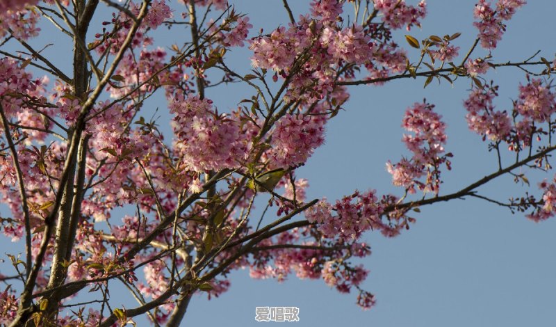 90后杨槠策对70后余秀华有真爱吗?他们的姐弟恋能够天长地久吗 90后杨槠策对70后余秀华有真爱吗?他们的姐弟恋能够天长地久吗 - 爱唱歌