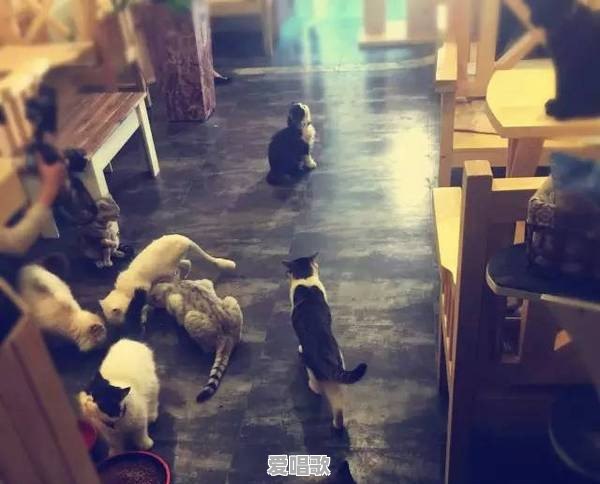 长春有哪些氛围环境比较好的咖啡馆 - 爱唱歌