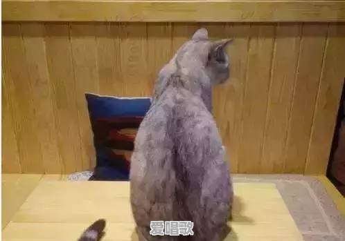 长春有哪些氛围环境比较好的咖啡馆 - 爱唱歌