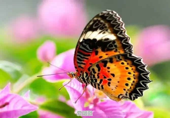 什么是网红？成为网红的标准是什么 - 爱唱歌
