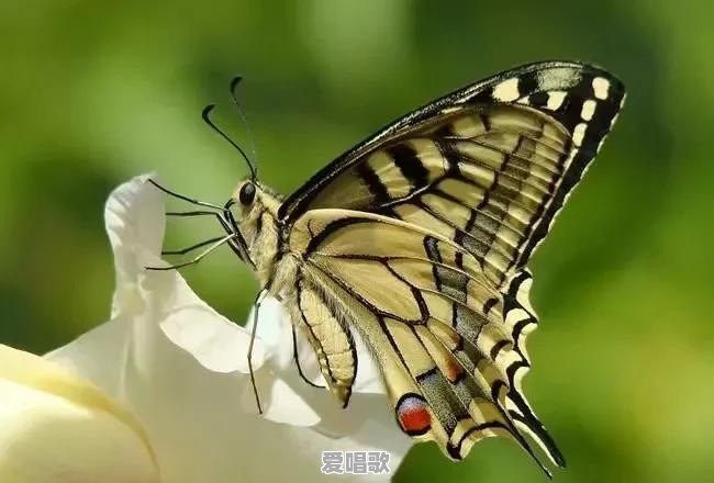 什么是网红？成为网红的标准是什么 - 爱唱歌