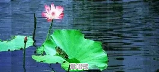 你们经常想起来初恋吗梦中 - 爱唱歌