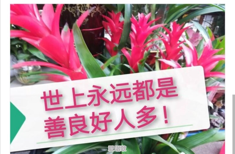 优雅流行音乐2022 - 爱唱歌