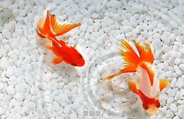 失去爱情的感受是什么 - 爱唱歌
