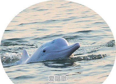 钦州人主要说什么话 钦州人主要说什么话 - 爱唱歌
