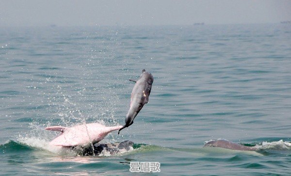 钦州人主要说什么话 钦州人主要说什么话 - 爱唱歌