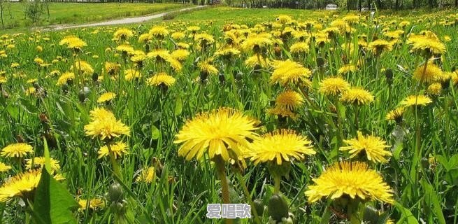 情定三生的主题主题曲 情定三生的主题主题曲 - 爱唱歌