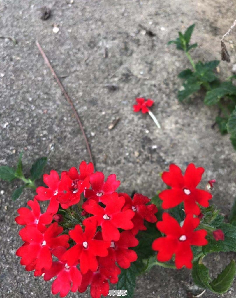 怎么理解：如果有一天你不再寻找爱情，只是去爱；你不再渴望成功，只是去做；你不再追逐成长，只是去修 - 爱唱歌