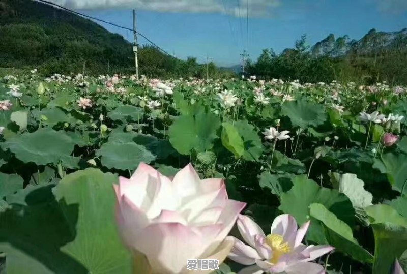 一个人不懂音乐理论，也不会乐器，单纯的就是喜欢听歌唱歌，有前景吗 - 爱唱歌
