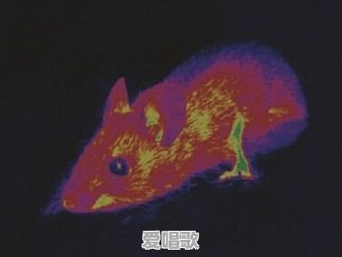 在不计其数的歌曲当中,哪首歌曲让你百听不厌 在不计其数的歌曲当中,哪首歌曲让你百听不厌 - 爱唱歌