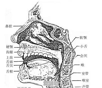 唱歌时喉结不动怎么唱出音阶 唱歌时喉结不动怎么唱出音阶 - 爱唱歌