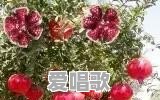 广场舞究竟有什么魅力可以如此吸引老年人呢 - 爱唱歌