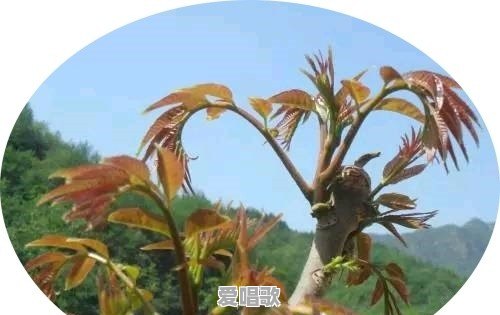 三亚夜晚哪里好玩 三亚夜晚哪里好玩 - 爱唱歌