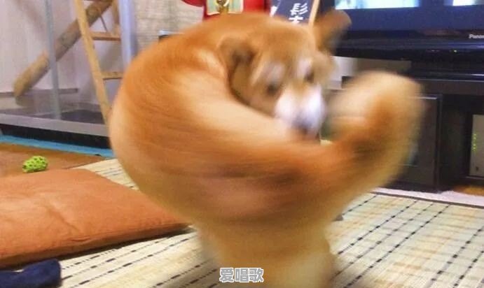有哪些恶搞的网络图片分享 有哪些恶搞的网络图片分享 - 爱唱歌
