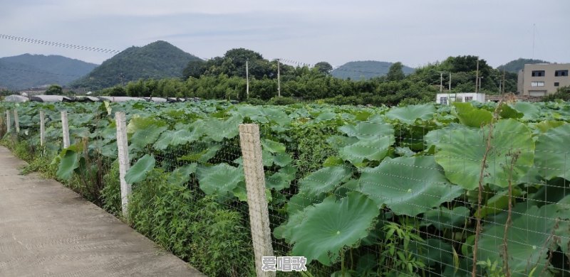 如何看待农民直播乡村生活成为“网红” 如何看待农民直播乡村生活成为“网红” - 爱唱歌