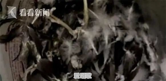 平板支撑,网传“大肚子杀手”,真的能瘦肚子吗 平板支撑,网传“大肚子杀手”,真的能瘦肚子吗 - 爱唱歌