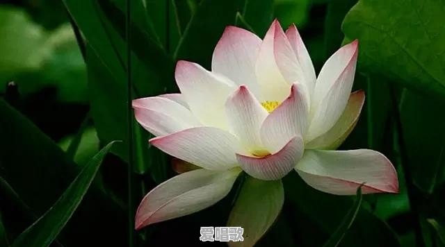 有什么特别好听歌词也有内涵的古风歌推荐吗 有什么特别好听歌词也有内涵的古风歌推荐吗 - 爱唱歌