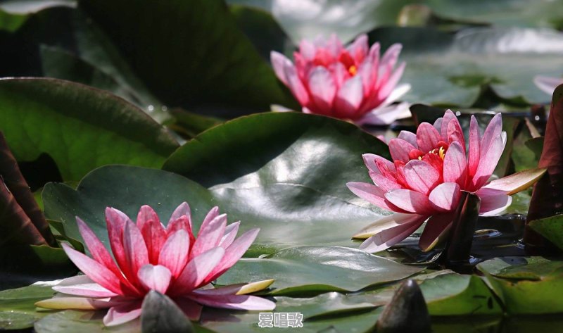 荷花和莲花有什么区别 荷花和莲花有什么区别 - 爱唱歌