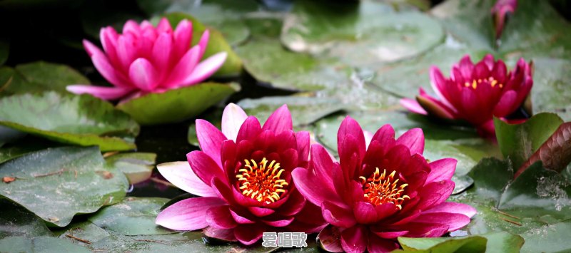 荷花和莲花有什么区别 荷花和莲花有什么区别 - 爱唱歌